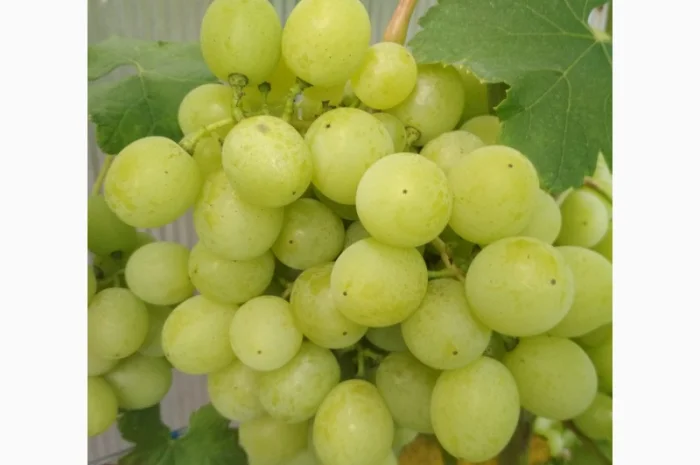 Продам черенки винограда. Кишмиші та столові форми- фото № 8