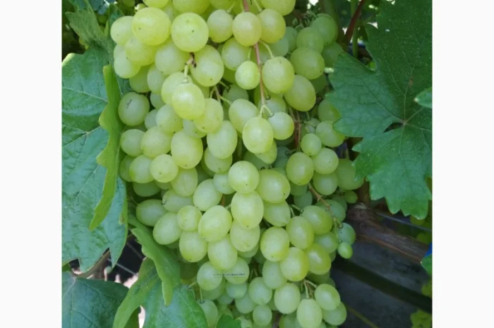 Продам черенки винограда. Кишмиші та столові форми- фото № 9