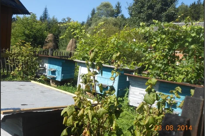 Прополісне масло 5% – натуральний засіб для здоров’я- фото № 2