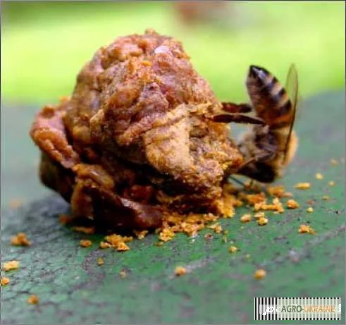 Настойка прополиса – натуральное средство для местного применения- фото № 1