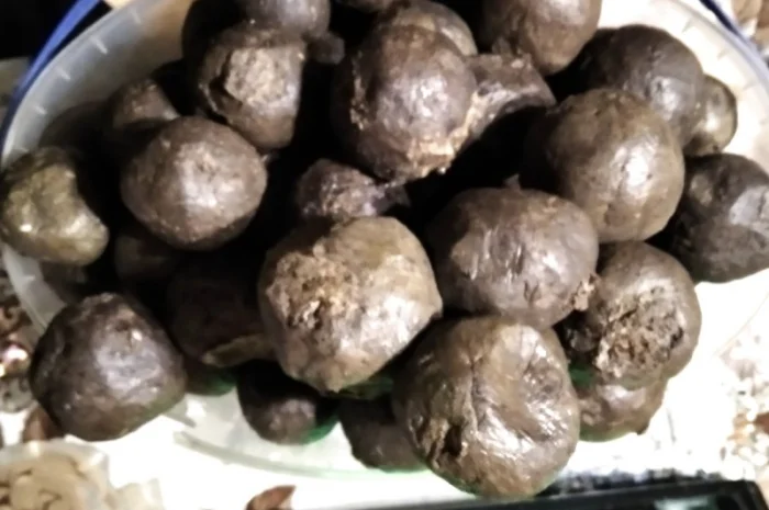 Продам бортний прополіс — натуральний продукт з Полісся- фото № 1