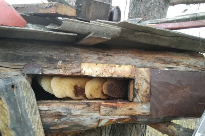 Продам бортний прополіс — натуральний продукт з Полісся- фото № 2