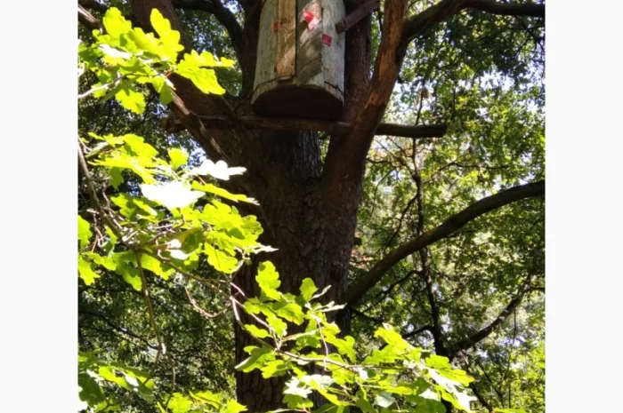 Продам бортний прополіс — натуральний продукт з Полісся- фото № 4