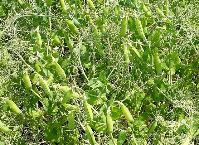 Продам насіння жовтого гороху, сорту Мадонна- фото № 1