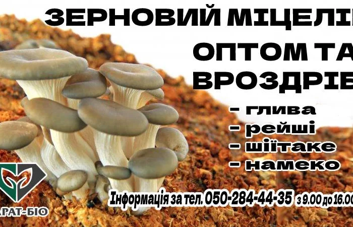 Мицелий съедобных и лечебных грибов- фото № 2