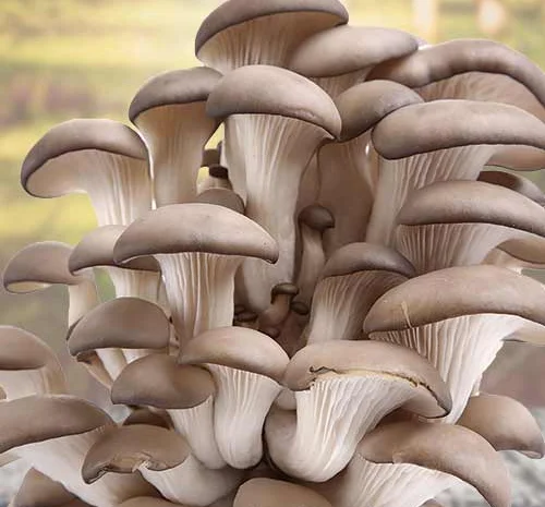 Мицелий съедобных и лечебных грибов- фото № 4