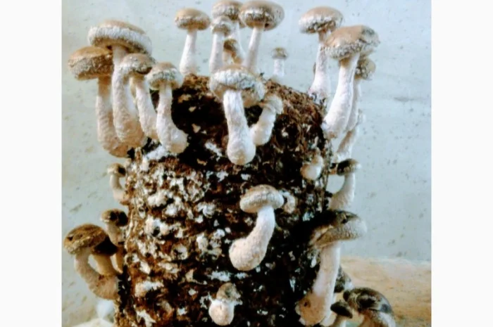 Мицелий съедобных и лечебных грибов- фото № 5