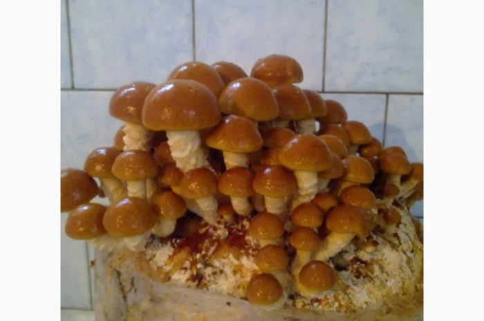 Мицелий съедобных и лечебных грибов- фото № 6