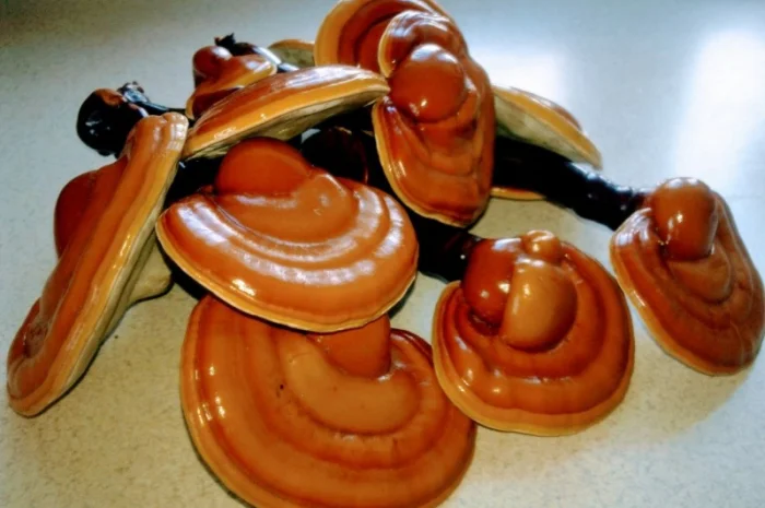 Мицелий съедобных и лечебных грибов- фото № 7