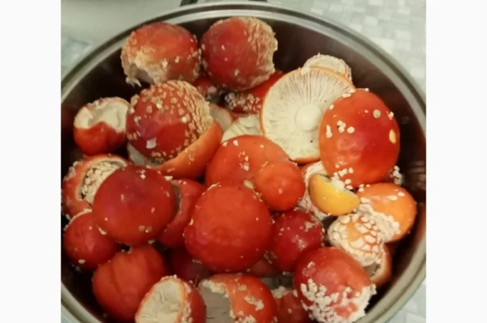 Продам сушений червоний мухомор- фото № 1