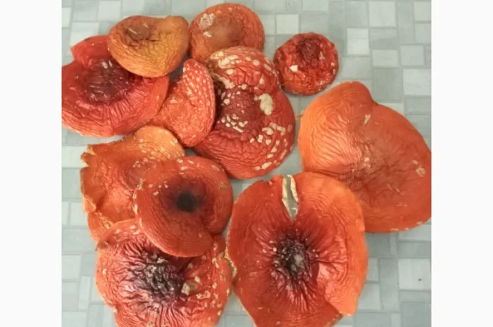 Продам сушений червоний мухомор- фото № 2