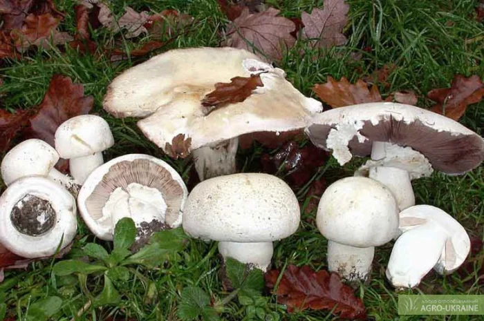 Грибница шампиньона,  др. грибов: кольцевик,  масленок,  лисичка,  подосиновик,  вешенка- фото № 1