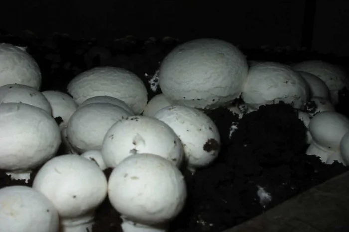 Грибница шампиньона,  др. грибов: кольцевик,  масленок,  лисичка,  подосиновик,  вешенка- фото № 3