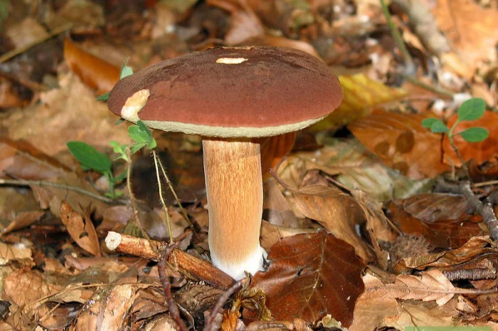 Мицелий польского гриба для продажи- фото № 1