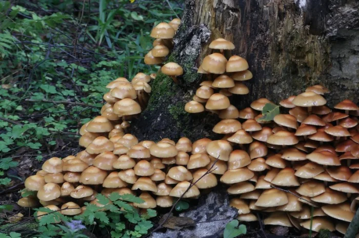 Мицелий опят для домашнего выращивания грибов- фото № 2