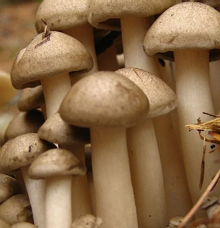 Мицелий опят для домашнего выращивания грибов- фото № 3