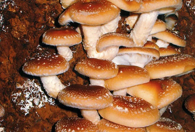 Мицелий шиитаке,  грибов рейши,  чага,  мейтаке,  энокитаке,  муэр- фото № 1