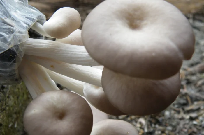 Мицелий вешенки Белый Эльф для домашнего выращивания- фото № 1