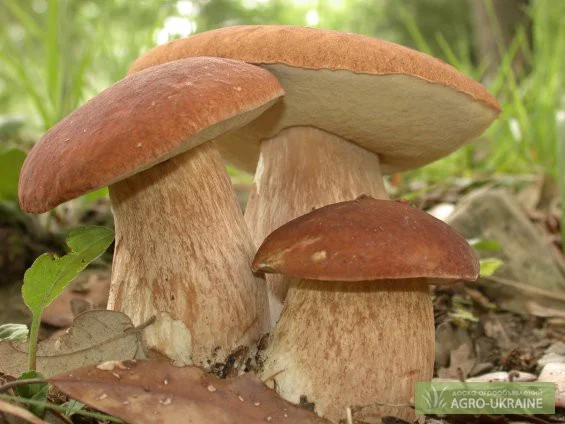 Семена белого гриба - качественный живой мицелий- фото № 1