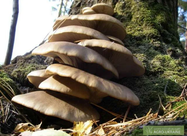 Мицелий вешенки весенней- фото № 1
