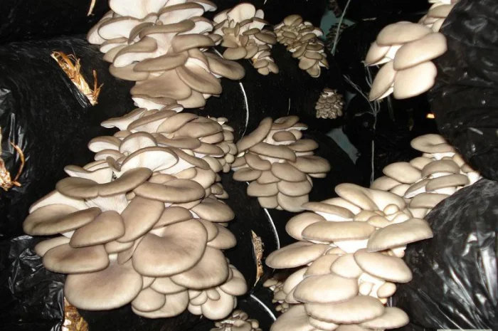 Выращивание вешенки. Мицелий вешенки обыкновенной недорого- фото № 1