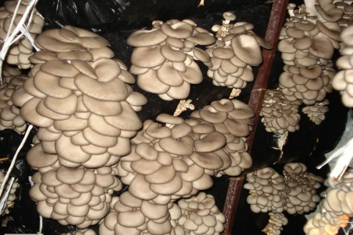 Выращивание вешенки. Мицелий вешенки обыкновенной недорого- фото № 2