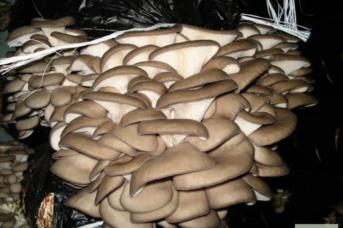 Выращивание вешенки. Мицелий вешенки обыкновенной недорого- фото № 3