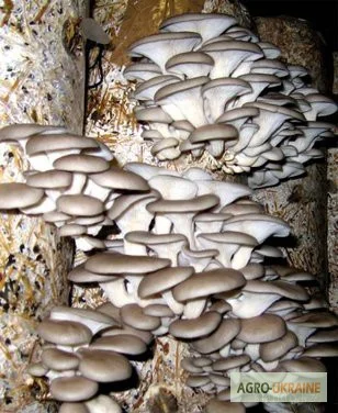 Выращивание вешенки. Мицелий вешенки обыкновенной недорого- фото № 4