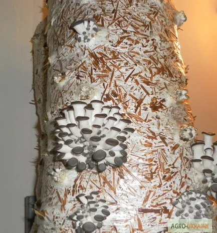 Выращивание вешенки. Мицелий вешенки обыкновенной недорого- фото № 5