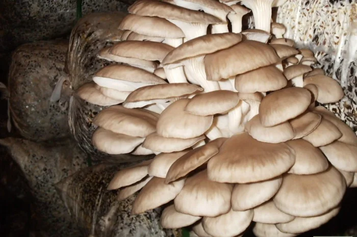 Выращивание вешенки. Мицелий вешенки обыкновенной недорого- фото № 8