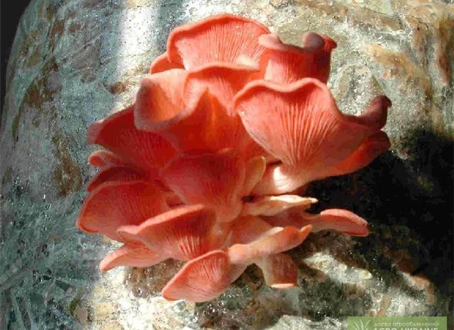 Вешенка розовая. Мицелий грибов- фото № 1