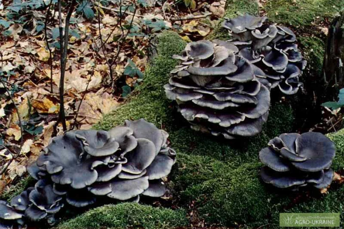 Семена грибов. Вешенка синий чулок,  колумбийская- фото № 1