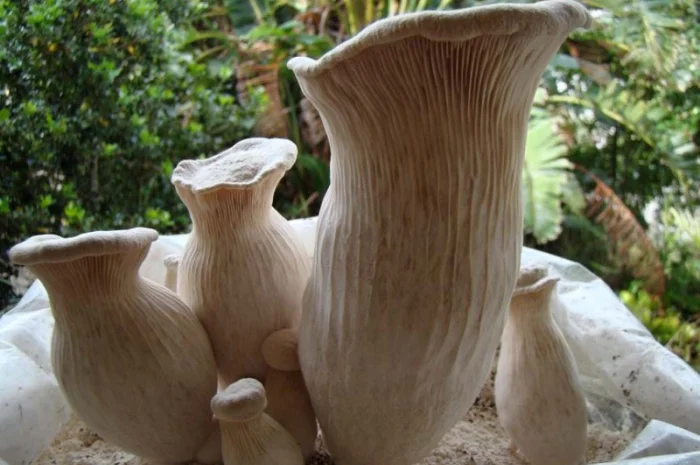 Вешенка белый чаудинский гриб - мицелий вешенки- фото № 1