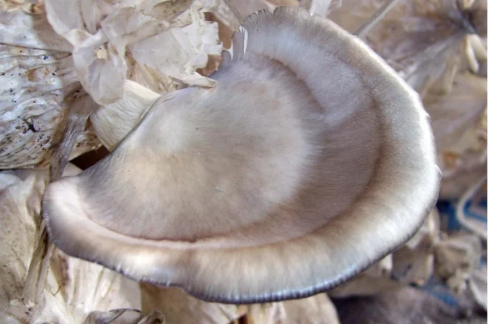 Мицелий вешенки флоридской- фото № 1