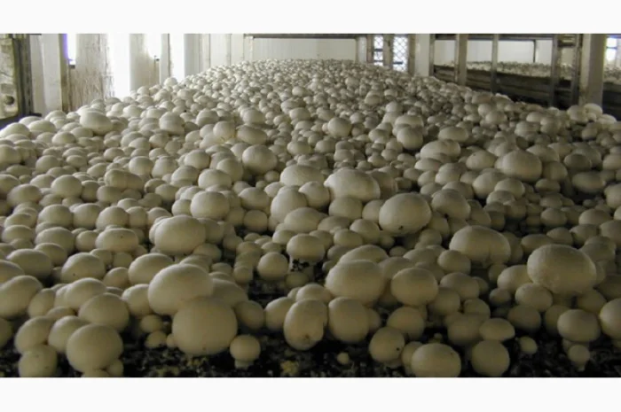 Мицелий шампиньонов для домашнего выращивания- фото № 1