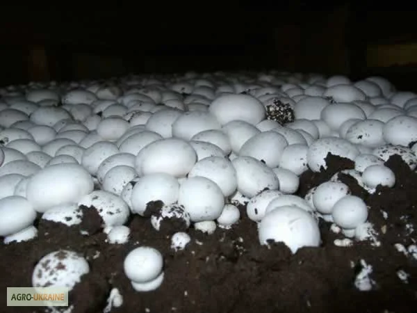 Мицелий шампиньонов- фото № 10