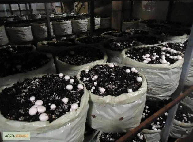 Мицелий шампиньонов- фото № 6