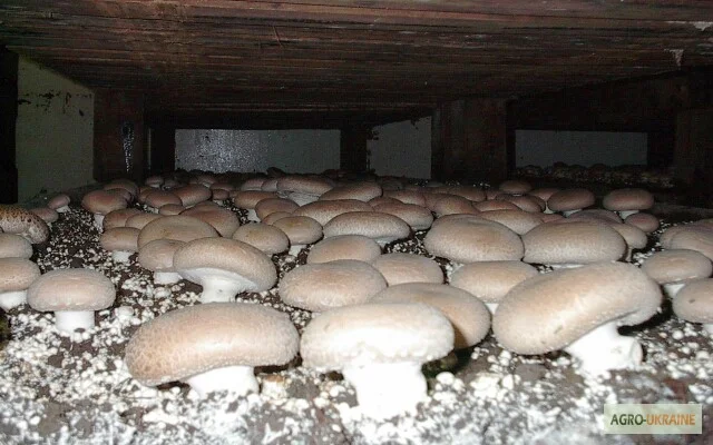 Мицелий шампиньонов- фото № 7