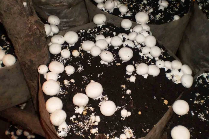 Мицелий шампиньонов- фото № 8