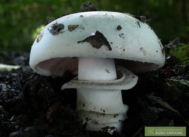 Мицелий шампиньона двукольцевого- фото № 1