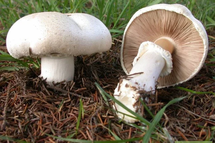 Семена шампиньона крупноплодного - качественный первичный мицелий недорого- фото № 1