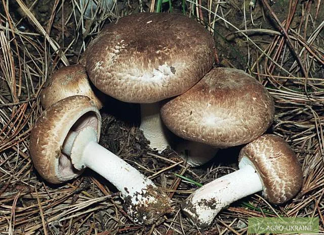 Грибница шампиньон лесной- фото № 1