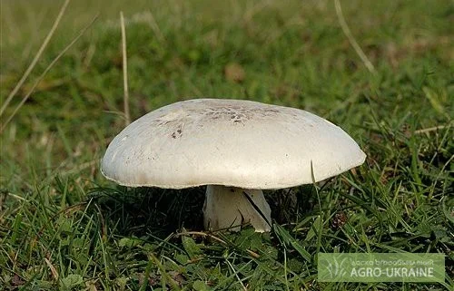 Мицелий шампиньонов - высококачественная грибница- фото № 1