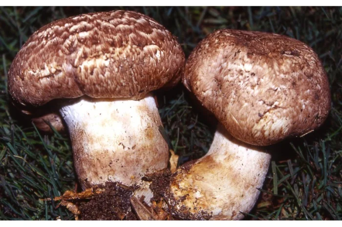 Мицелий шампиньона парового- фото № 1