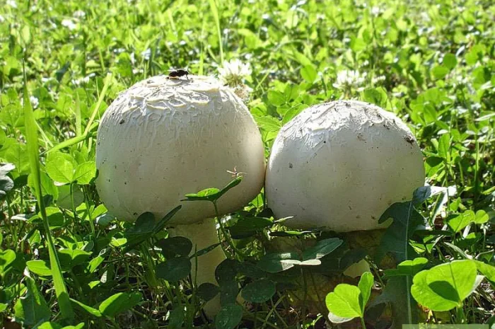 Шампиньон полевой - посевной материал зерновой мицелий- фото № 1