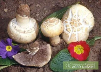 Рассада Шампиньон растрескивающийся – мицелий на продажу- фото № 1