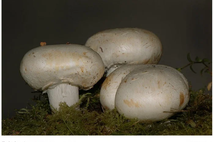 Мицелий шампиньона садового - один из самых популярных шампиньонов после двуспорого- фото № 1