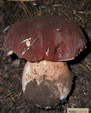 Мицелий белого гриба ЖИВОЙ СВЕЖИЙ - качественный с гарантией- фото № 12