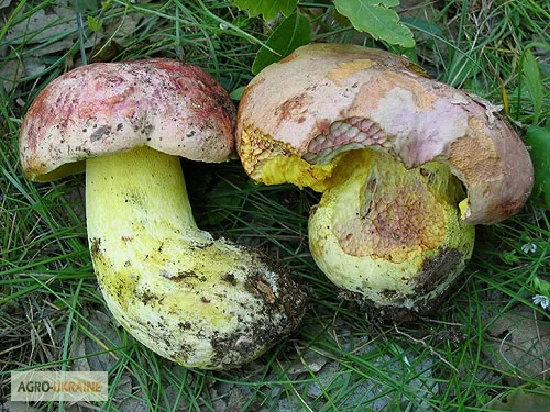 Мицелий белого гриба ЖИВОЙ СВЕЖИЙ - качественный с гарантией- фото № 8