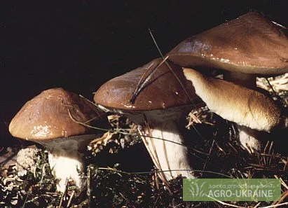 Мицелий опенка,  мицелий масленка,  мицелий лисички,  груздя,  польского и белых грибов- фото № 2